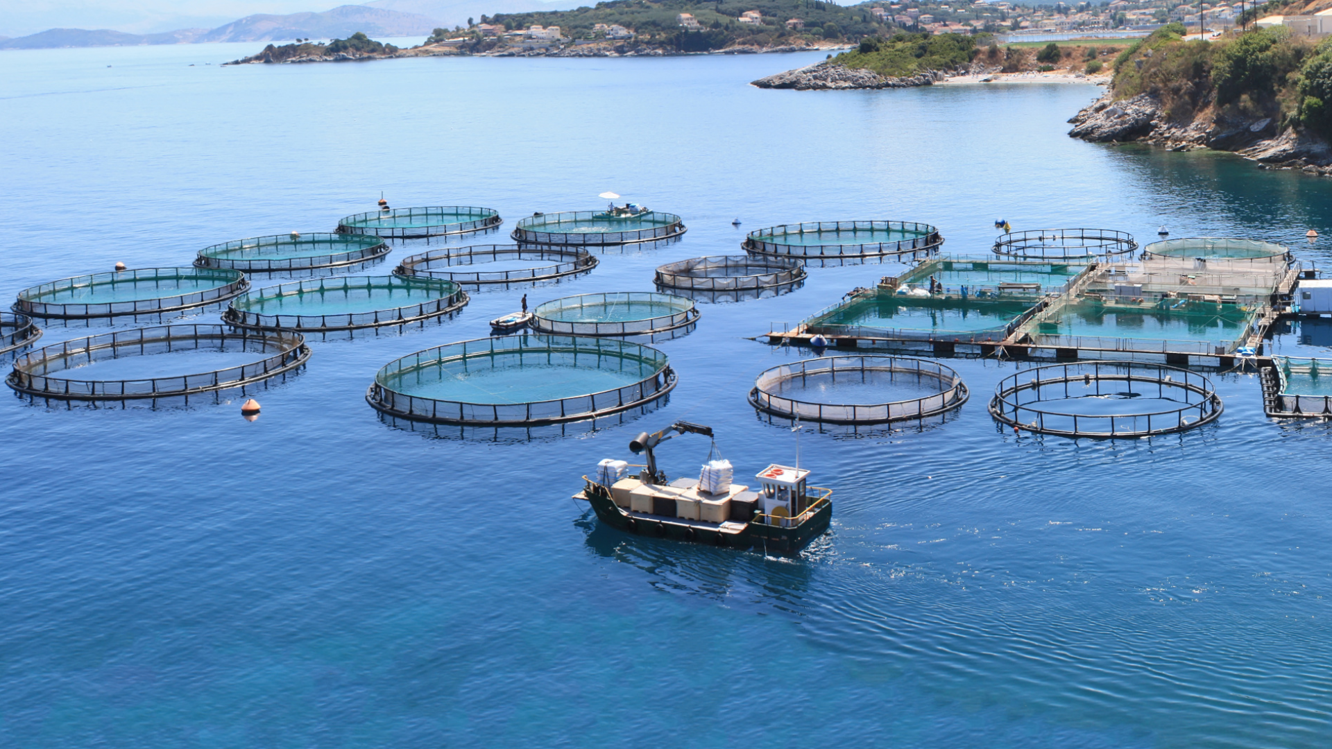 Feed components from fungi: the key to a sustainable fish supply?