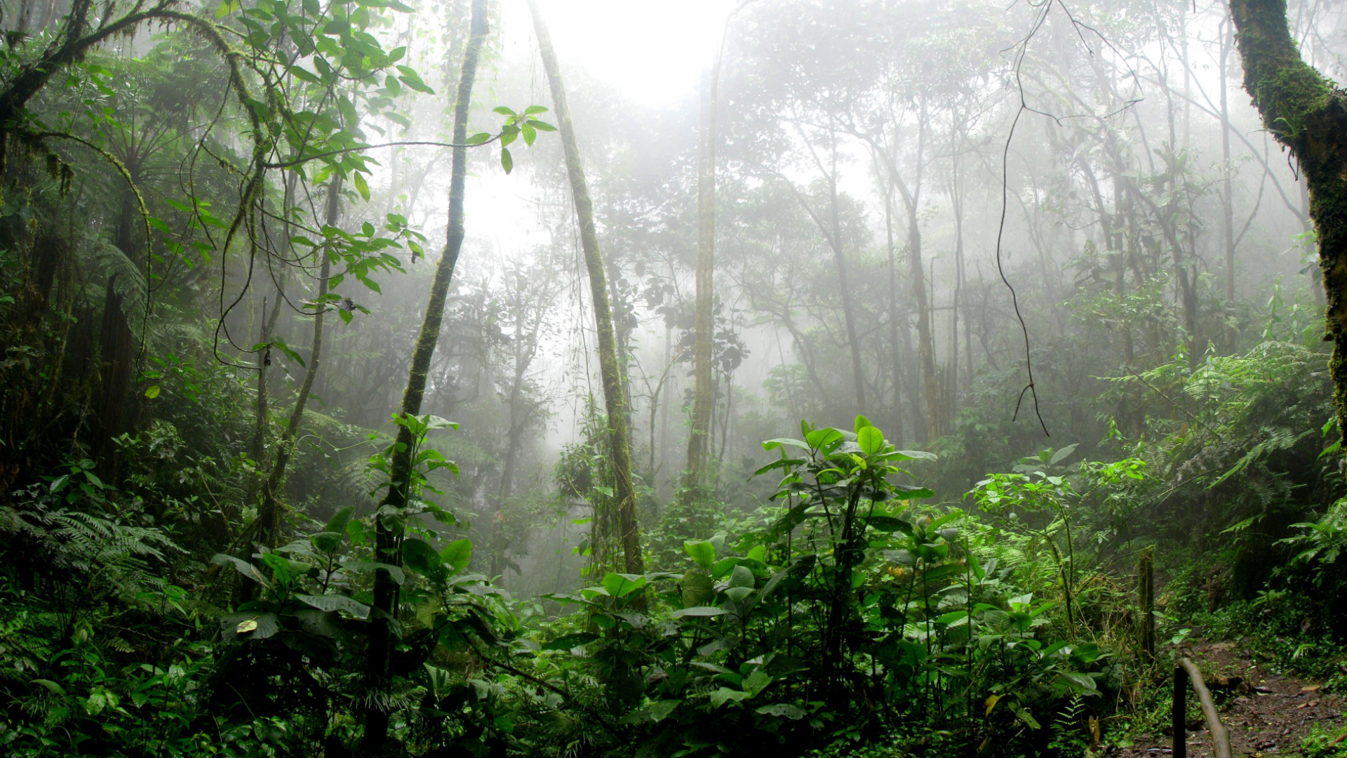 Saving the Amazon: How Microbial Protein Production is Part of the Solution