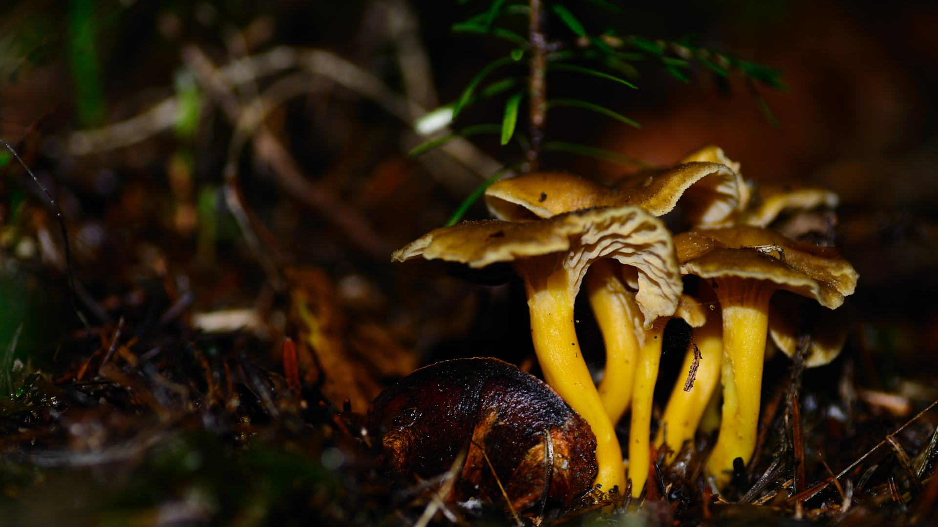 The Challenges and Beauty of Fungi